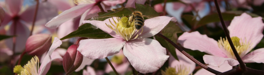 Biene und Clematis